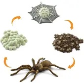 Safari Ltd Ciclo De Vida De Una Araña (figura)