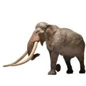 Eofauna Elefante De Colmillos Rectos Figura 1:35