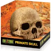 Exo Terra Cráneo de primate