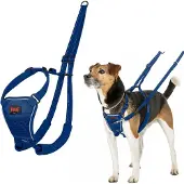 Company of animals No Pull Harness - Cobalt Blue - S