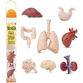 Safari Ltd Figura De Órganos Humanos En Tubo