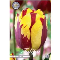 Sam van Schooten Tulipas Helmar (7 unidades) | Bulbos de tulipán de
