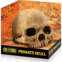 Exo Terra Cráneo de primate
