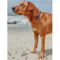 Hunter - Convenience Comfort Collar - Collares para perro size 35 x 2 cm - für Halsumfang 22–30 cm, naranja
