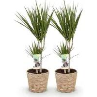 Oasis of Life Dracaena Marginata drácena 2 plantas 70-80cm 17cm fácil cuidado planta verde