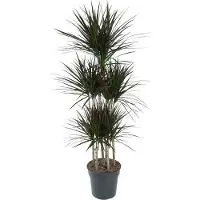 Oasis of Life drácena Dracaena Magenta Karussell 150cm Ø31cm planta de interior fácil cuidado