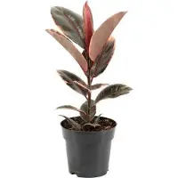 Oasis of Life Elegante planta de interiorem Blattwerk ficus elástica Ficus Elastica Belize