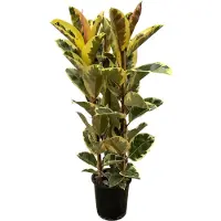 Oasis of Life Ficus Elastica 'Tineke' ficus elástica planta de Ø28cm altura 160cm rubber