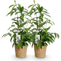 Oasis of Life drácena Dracaena surculosa fácil cuidado drácena 17cm 60-70cm planta verde