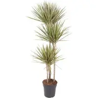 Oasis of Life drácena Dracaena Bicolor Carrousel 150cm Ø24cm planta de interior fácil cuidado