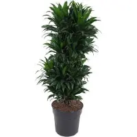 Oasis of Life drácena Dracaena Compacta planta de Ø27cm 100cm alto Buschig maceta de cerámica