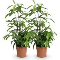 Oasis of Life Dracaena surculosa 2 drácenas 60-70cm 17cm Elegante maceta de cerámica planta