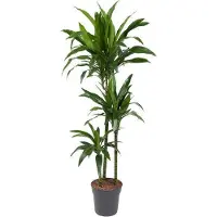 Oasis of Life drácena Dracaena Janet Craig 150cm Ø24cm planta de interior con breiten fácil