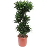 Oasis of Life drácena Dracaena Compacta 140cm Ø30cm planta de interior planta verde fácil