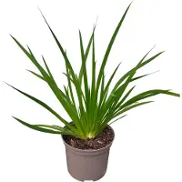 GRDplanten Libertia grandiflora - Libertia de flores grandes - Maceta de 2 litros
