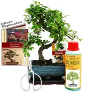 Exotenherz Set de regalo de bonsái "Ulmus" - Almendro chino - aproximadamente 6 años de edad - Set para principiantes