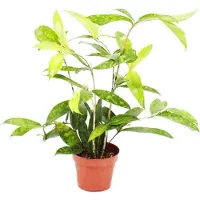 Exotenherz Dracaena surculosa (también conocida como "dracaena") - 12 cm - de color verde con manchas verde claro