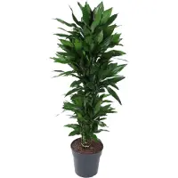 Exotenherz Dracena 'Janet Lind' - planta con abundante ramificación, aproximadamente 140-160 cm de altura
