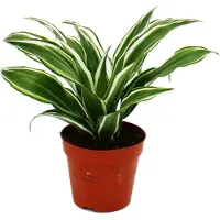 Exotenherz Dracaena fragrans "White Jewel" - Maceta de 12 cm - Hojas verde claro