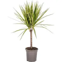 Oasis of Life Dracaena Marginata Sunray drácena Ø17cm 60-80cm fácil cuidado planta de interior