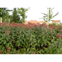 GRDplanten 6 plantas de *Eupatorium maculatum* 'Riesenschirm' (también conocida como "Gran Paraguas"), en maceta de 9x9 cm