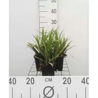 GRDplanten 6 plantas de *Carex morrhoui* 'Mosten' (nombre común: junco japonés), en maceta de 9 x 9 cm