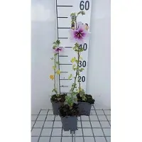 GRDplanten 6 plantas de *Lavatera maritima* (malva marítima), en maceta de 9 x 9 cm