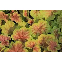 GRDplanten 6 x Heuchera híbrida 'Delta Dawn' - Heuchera púrpura - Maceta de 9 x 9 cm