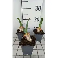 GRDplanten 6 x Iris (planta) 'Red Orchid' - Lirio espada - Maceta de 9 x 9 cm