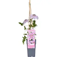 Everspring Clematis Nelly Moser – Hiedra de doble color – Altura: 65 cm – Diámetro: 15 cm