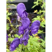 GRDplanten 6 plantas de *Aconitum napellus* (Aconito napellus), también conocido como "Aconito azul", en maceta de 9 x 9 cm