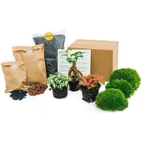 Oasis of Life jardín en botella Ficus Ginseng Bonsai Nachfüllpackung y Starter Kit DIY