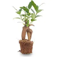 Oasis of Life Chinesische Feige Ficus Ginseng Bonsai planta de Microcarpa Ø6cm Mini-Bonsai