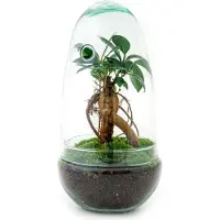 Oasis of Life jardín en botella Egg Bonsai DIY terrario Ficus Ginseng Ø12cm H25cm planta de