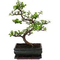 Exotenherz Bonsái - Portulacaria afra - Árbol de jade - Árbol de elefante africano - aproximadamente 10 años