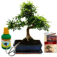 Exotenherz Bonsái - Ulmus parviflora - aproximadamente 12-15 años - maceta de 30 cm - set de regalo que incluye fertilizante y tijeras