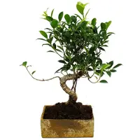 Exotenherz Bonsái para interiores: diseño moderno en cerámica. Bonsái de ficus para interiores, con 8 años de edad, con aspecto de piedra