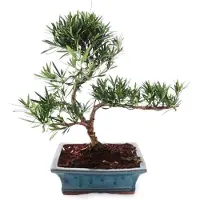 Exotenherz Bonsái de exterior, Podocarpus (Steineibe de hojas pequeñas), 20 cm