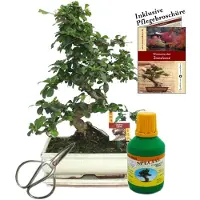 Exotenherz Bonsái Fukientee Carmona microphylla, aproximadamente 10 años de edad, con maceta de 25 cm. Set de regalo que incluye tijeras y fertilizante