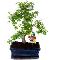 Exotenherz Bonsái de ulmo chino - Ulmus parviflora - aproximadamente 8 años