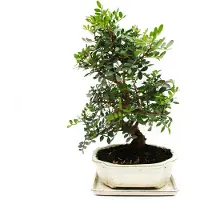 Exotenherz Bonsái - *Pistacia lentiscus* (mastixto) - Arbusto de mastiá - Pistacia silvestre - Aproximadamente 10 años de edad