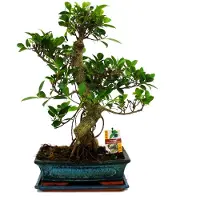 Exotenherz Bonsái de higuera china (Ficus retusa) - aproximadamente 12-15 años