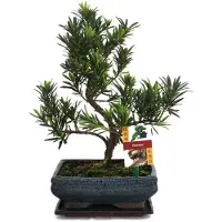 Exotenherz Bonsái de Steineibe - Podocarpus macrophyllus - aproximadamente 8 años