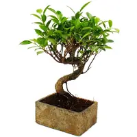 Exotenherz Bonsái para interiores: diseño moderno en cerámica. Bonsái de ficus para interiores, con 6 años de edad, con apariencia de piedra