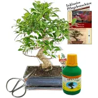 Exotenherz Bonsái chino. Ficus retusa "Feigenbaum", aproximadamente 10 años, 25 cm de altura. Set de regalo que incluye maceta, tijeras y fertilizante