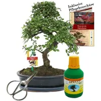 Exotenherz Bonsái chino. Árbol delicino (Ulmus parvifolia), aproximadamente 10 años de edad.Macetas de 25 cm. Set de regalo que incluye tijeras y fertilizante