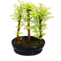 Exotenherz Bonsái de exterior - Metasequoia glyptostroboides - Pequeño bosque con 3 plantas