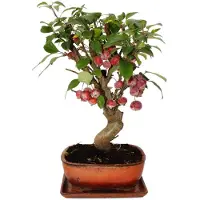 Exotenherz Bonsái - Manzano - Manzano ornamental - Malus - Maceta de 21 cm con platillo - Aproximadamente 12 años de edad