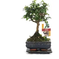 Exotenherz Bonsái Fukientee - Carmona microphylla - aproximadamente 6 años - forma esférica