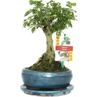 Exotenherz Bonsái chino. Ligustro - Ligustrum sinensis - aproximadamente 6 años - forma esférica